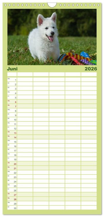 Produktbild: Familienplaner 2026 - Wei&szlig;er Schweizer Sch&auml;ferhund - Ein Tag im Leben einer Hundefamilie mit 5 Spalten (Wandkalender, 21 x 45 cm) CALVENDO