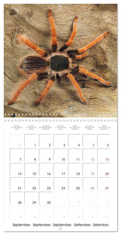 Produktbild: Spider synphony (Wall Calendar 2026 12 &times; 12 Inch) CALVENDO 12 Month Wall Calendar