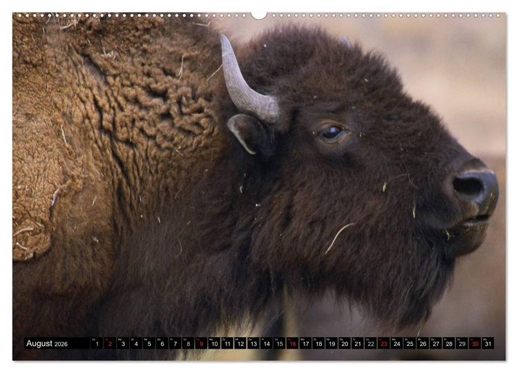 Produktbild: Wisent und Bison (Wandkalender 2026 DIN A2 quer), CALVENDO Monatskalender