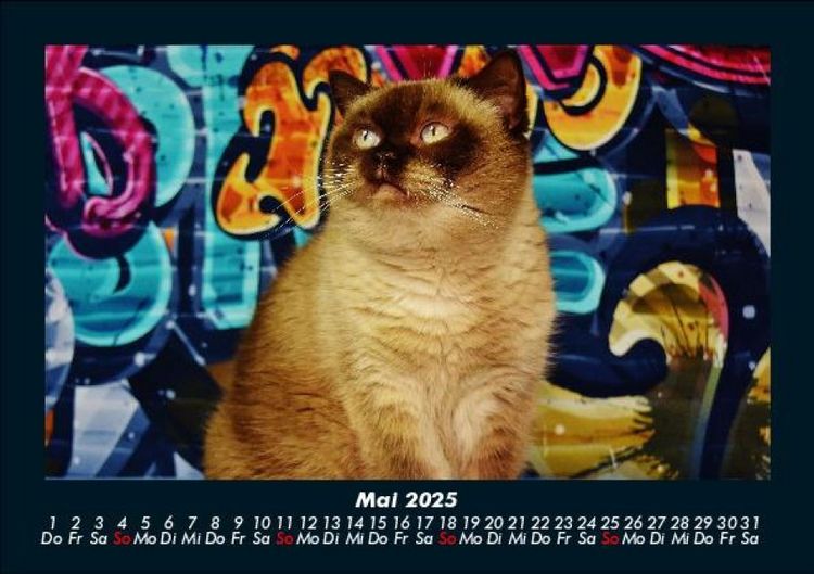 Produktbild: F&uuml;r Katzenfreunde 2025 Fotokalender DIN A5
