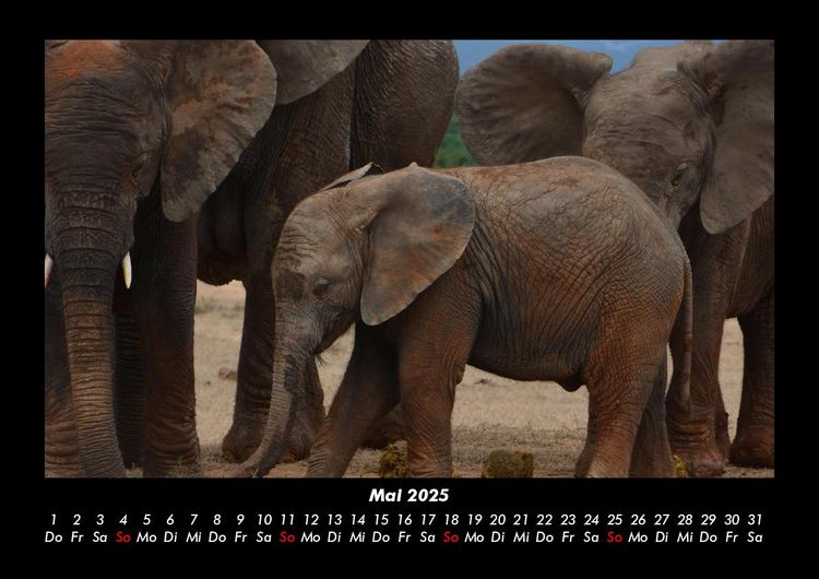 Produktbild: Elefanten - Die sanften Riesen Afrikas 2025 Fotokalender DIN A3