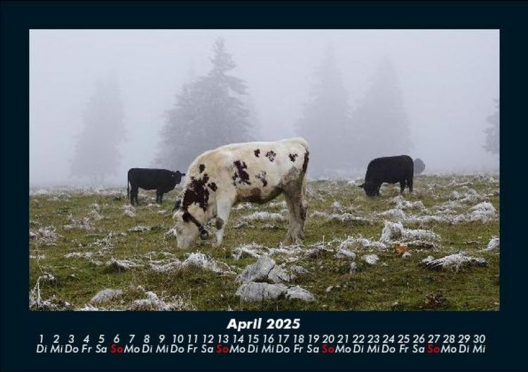 Produktbild: Kuhkalender 2025 Fotokalender DIN A5