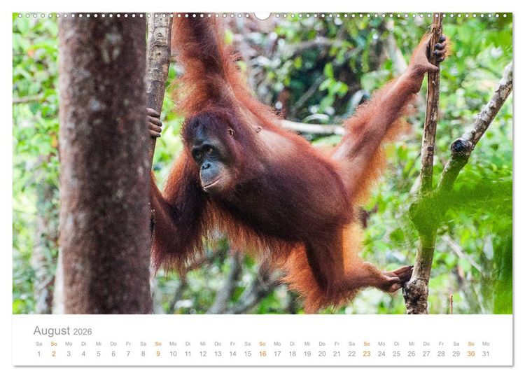 Produktbild: Orang-Utans Menschenaffen auf Borneo (hochwertiger Premium Wandkalender 2026 DIN A2 quer), Kunstdruck in Hochglanz