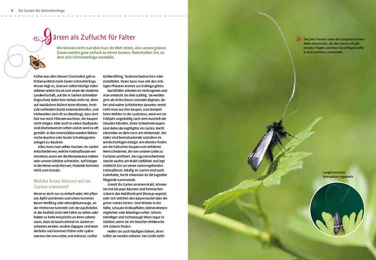 Produktbild: Mein Schmetterlingsgarten
