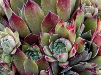 Produktbild: CALVENDO Puzzle Sempervivum Grey Dawn | 1000 Teile Lege-Gr&ouml;&szlig;e 64x48cm Foto-Puzzle f&uuml;r gl&uuml;ckliche Stunden