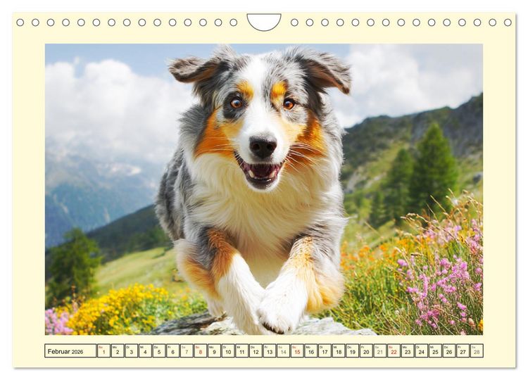 Produktbild: Australian Shepherd. Wanderfreude auf Pfoten im Bergsommer (Wandkalender 2026 DIN A4 quer), CALVENDO Monatskalender