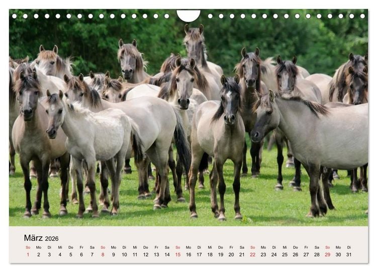 Produktbild: D&uuml;lmener Wildpferde (Wandkalender 2026 DIN A4 quer), CALVENDO Monatskalender
