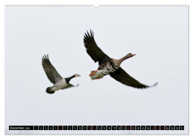 Produktbild: Gefiederte Sch&ouml;nheiten - Wildg&auml;nse in Norddeutschland (Wandkalender 2026 DIN A2 quer), CALVENDO Monatskalender