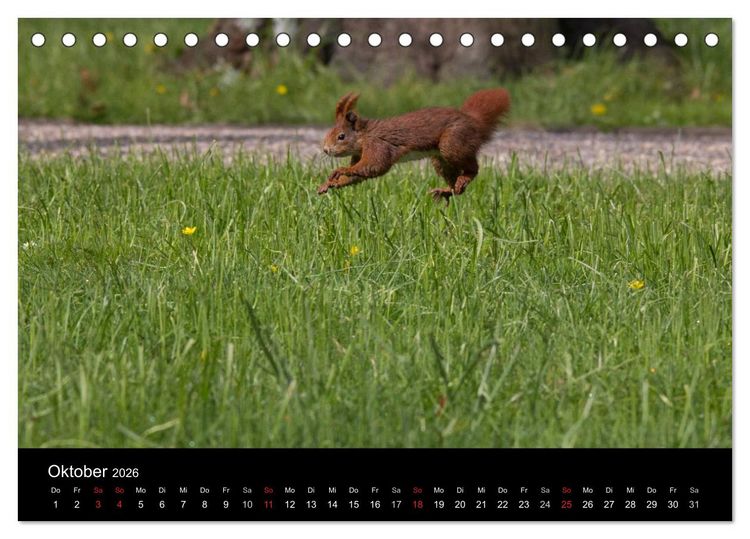 Produktbild: Mit dem Eichh&ouml;rnchen durchs Jahr (Tischkalender 2026 DIN A5 quer), CALVENDO Monatskalender