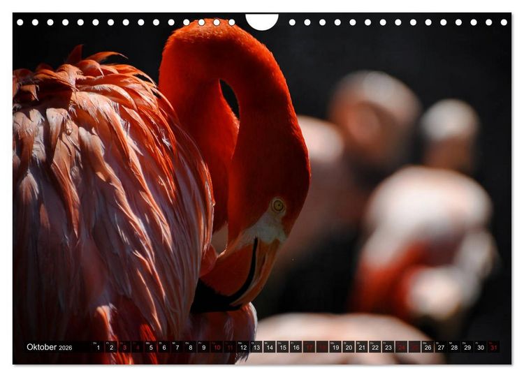 Produktbild: Wilde Tiere - Die sch&ouml;nsten Portraits (Wandkalender 2026 DIN A4 quer), CALVENDO Monatskalender