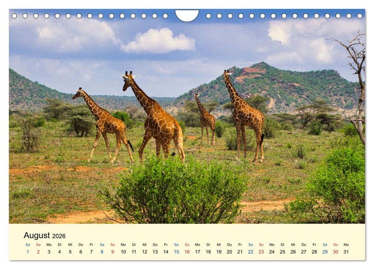 Produktbild: Giraffen, die Sch&ouml;nen der Savanne (Wandkalender 2026 DIN A4 quer), CALVENDO Monatskalender
