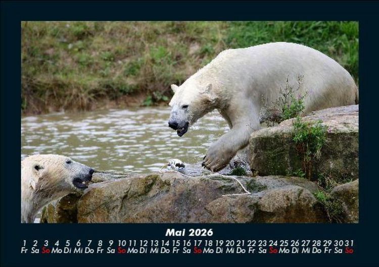 Produktbild: Welt der Tiere 2026 Fotokalender DIN A5