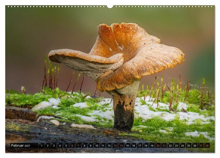 Produktbild: Kunstgalerie Wald - die verborgene Welt der Pilze (hochwertiger Premium Wandkalender 2027 DIN A2 quer), Kunstdruck in Hochglanz