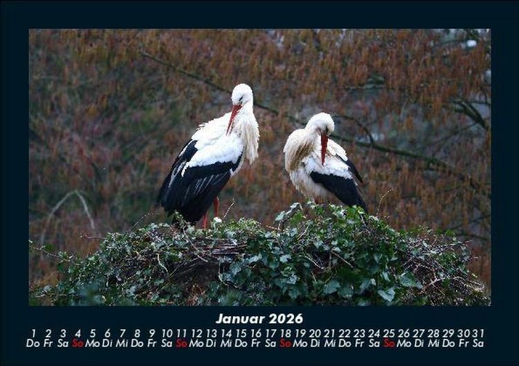 Produktbild: V&ouml;gel 2026 Fotokalender DIN A5
