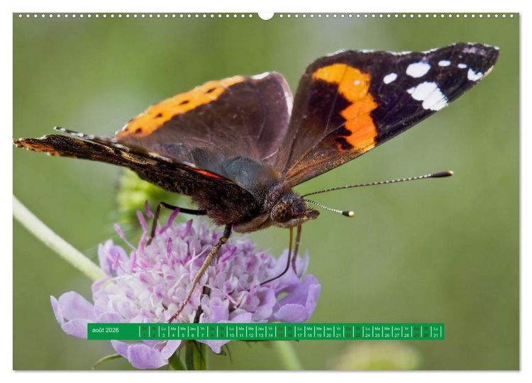 Produktbild: La vie de nos prairie, les papillons (Calendrier mural 2026 DIN A2 vertical) calendrier de bureau