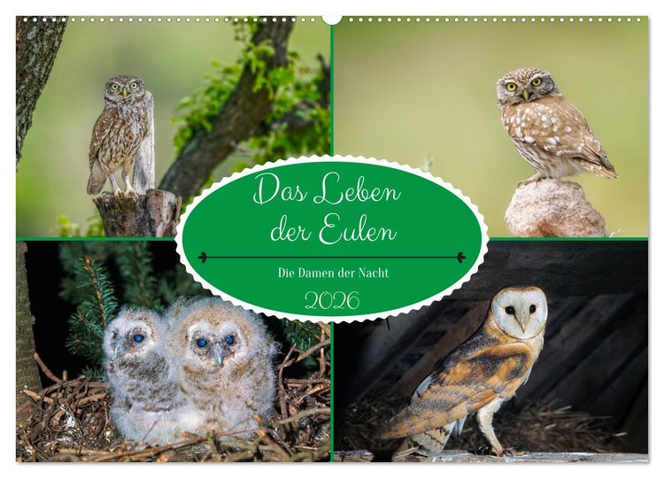 Produktbild: Das Leben der Eulen, die Damen der Nacht (Wandkalender 2026 DIN A2 quer), CALVENDO Monatskalender