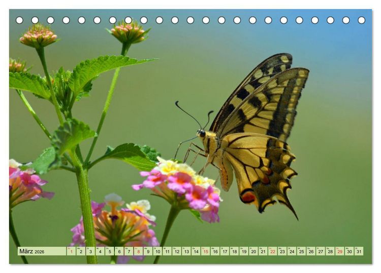 Produktbild: Farbenpracht der Insekten (Tischkalender 2026 DIN A5 quer), CALVENDO Monatskalender