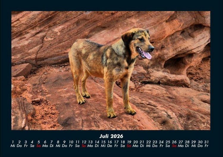 Produktbild: Hundezauber 2026 Fotokalender DIN A4