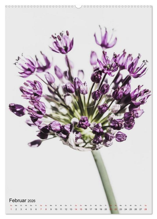 Produktbild: Pure Flowers (hochwertiger Premium Wandkalender 2026 DIN A2 hoch), Kunstdruck in Hochglanz