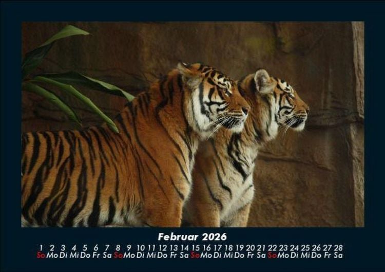 Produktbild: Tiger 2026 Fotokalender DIN A5