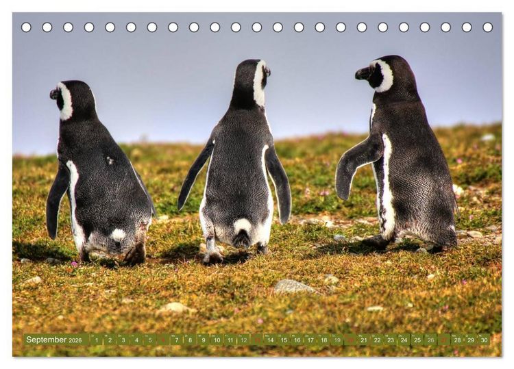 Produktbild: Wildes Patagonien - Abenteuer am Ende der Welt (Tischkalender 2026 DIN A5 quer), CALVENDO Monatskalender