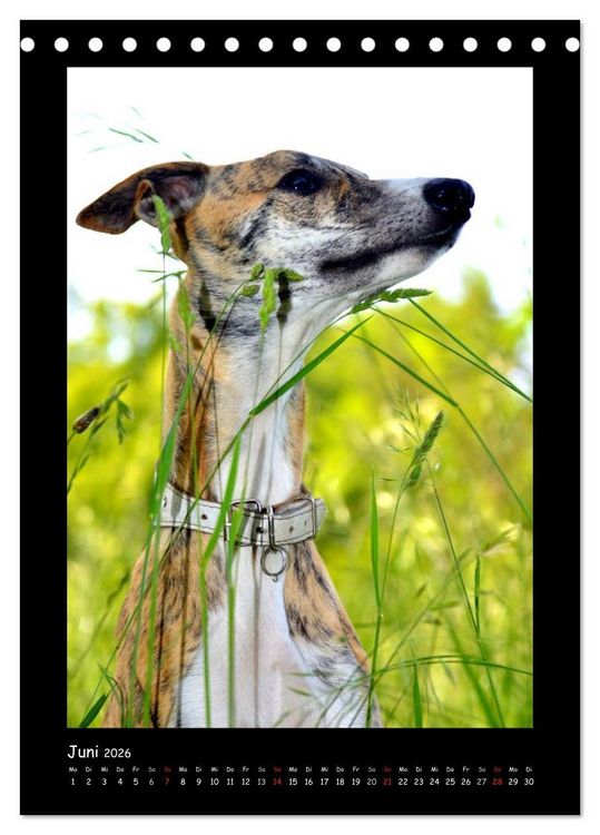 Produktbild: Ein Whippet wird erwachsen (Tischkalender 2026 DIN A5 hoch), CALVENDO Monatskalender