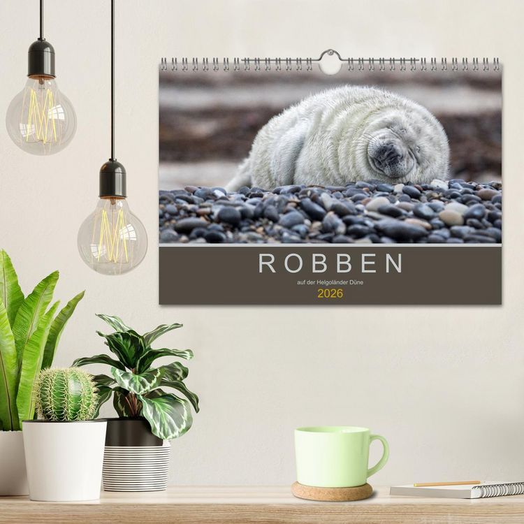Produktbild: Robben auf der Helgol&auml;nder D&uuml;ne (Wandkalender 2026 DIN A4 quer), CALVENDO Monatskalender
