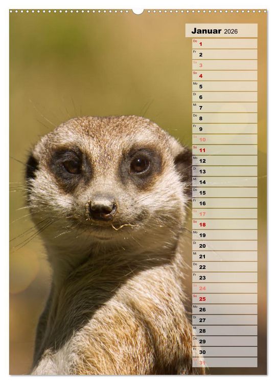 Produktbild: Erdm&auml;nnchen, putzige Kerlchen mit gro&szlig;en Knopfaugen (hochwertiger Premium Wandkalender 2026 DIN A2 hoch), Kunstdruck in Hochglanz