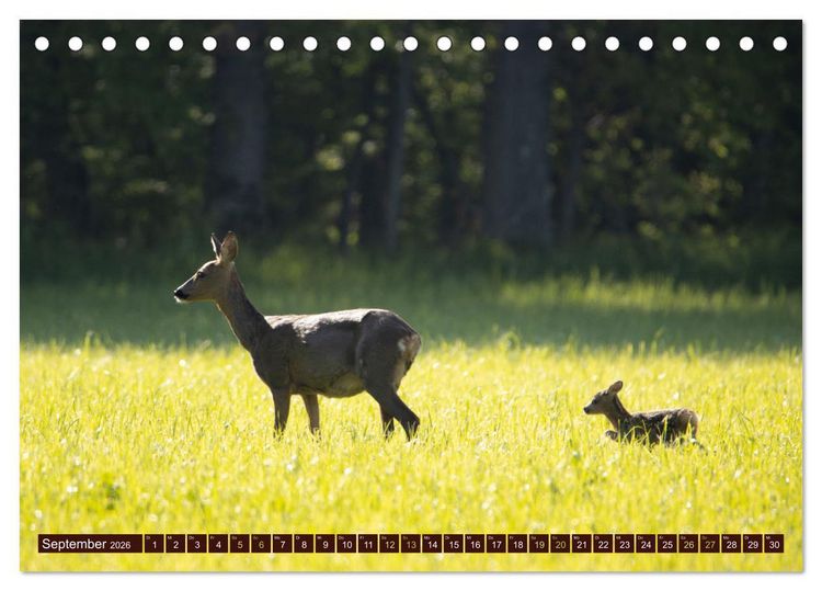 Produktbild: Zauberhafte Wesen - anmutiges Rehwild (Tischkalender 2026 DIN A5 quer), CALVENDO Monatskalender