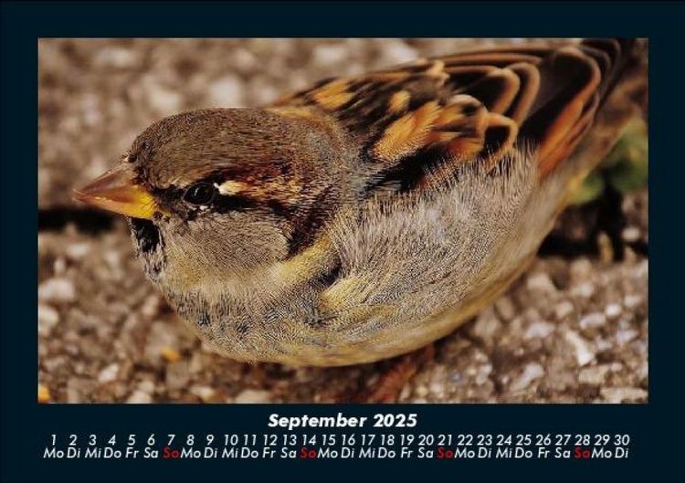 Produktbild: Welt der V&ouml;gel 2025 Fotokalender DIN A5