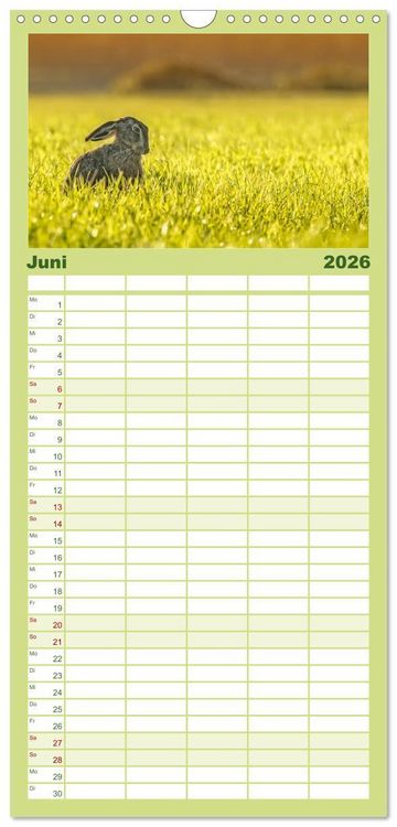 Produktbild: Familienplaner 2026 - Feldhasen und Kaninchen mit 5 Spalten (Wandkalender, 21 x 45 cm) CALVENDO