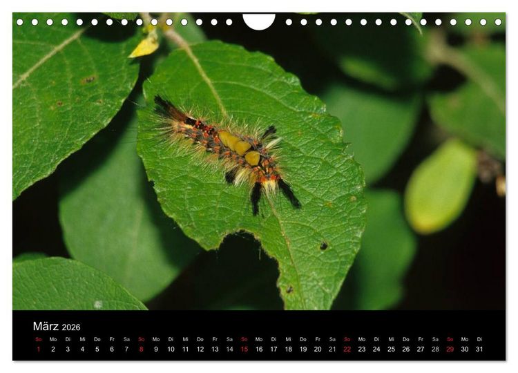 Produktbild: Faszination Schmetterlingsraupen (Wandkalender 2026 DIN A4 quer), CALVENDO Monatskalender