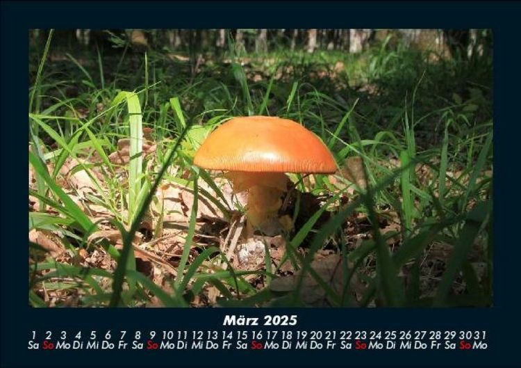 Produktbild: Pilzkalender 2025 Fotokalender DIN A5