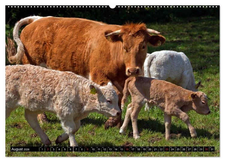 Produktbild: Kuh und Co. (Wandkalender 2026 DIN A2 quer), CALVENDO Monatskalender
