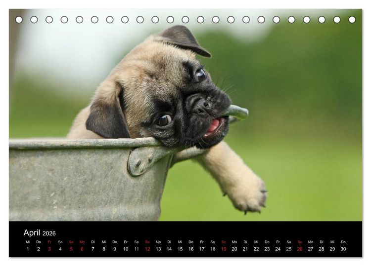 Produktbild: Der MOPS-Kalender (Tischkalender 2026 DIN A5 quer), CALVENDO Monatskalender