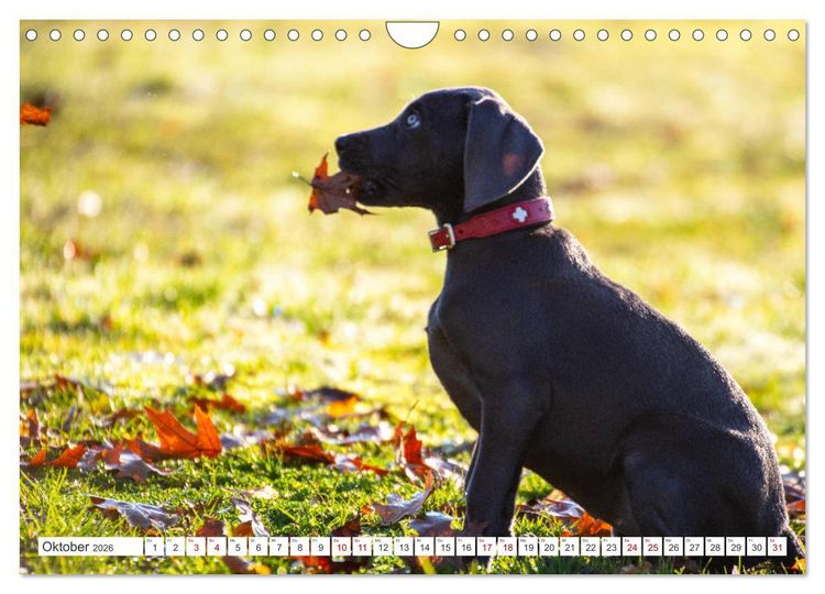 Produktbild: Weimaraner-Labrador (Wandkalender 2026 DIN A4 quer), CALVENDO Monatskalender