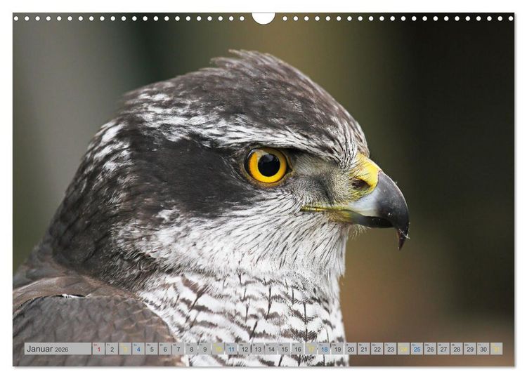 Produktbild: Habicht - aus dem Leben eines imposanten Greifvogels (Wandkalender 2026 DIN A3 quer), CALVENDO Monatskalender