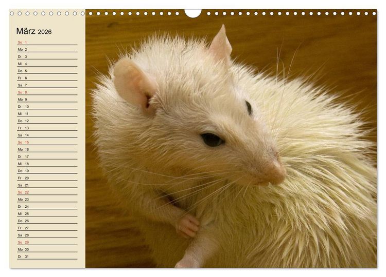 Produktbild: Ratten. Gelehrige Haustiere (Wandkalender 2026 DIN A3 quer), CALVENDO Monatskalender
