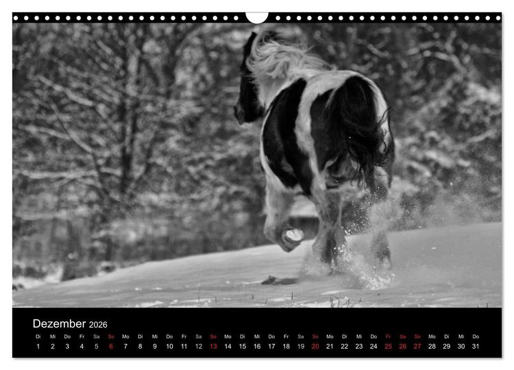 Produktbild: Pferde 2026 Wild Thing (Wandkalender 2026 DIN A3 quer), CALVENDO Monatskalender