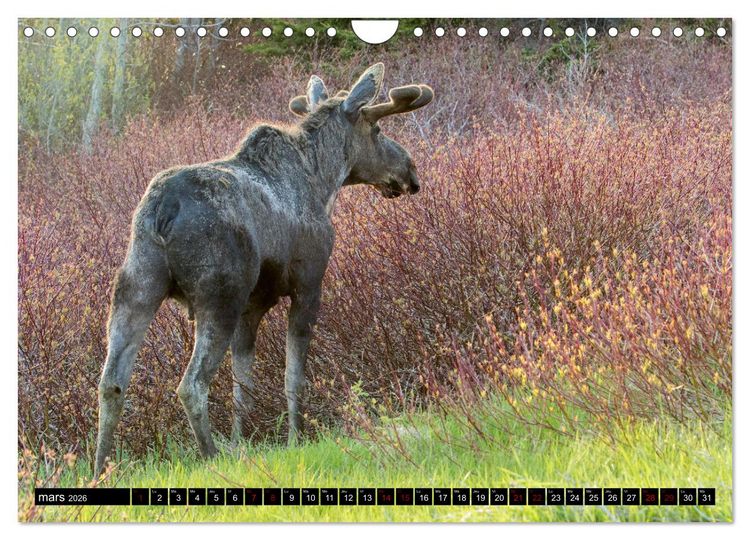 Produktbild: LE G&Eacute;ANT DES FOR&Ecirc;TS CANADIENNES (Calendrier mural 2026 DIN A4 vertical), CALVENDO calendrier mensuel
