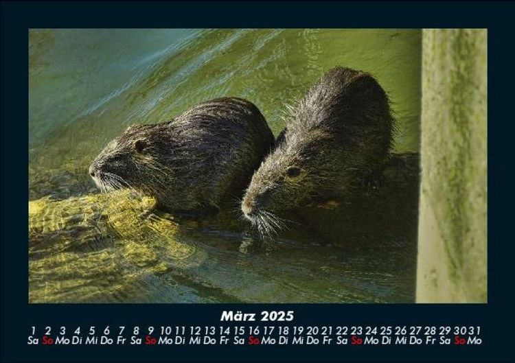Produktbild: Der Tierkalender 2025 Fotokalender DIN A5