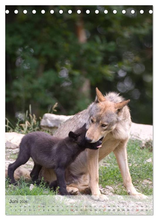 Produktbild: Emotionale Momente: Der Wolf. (Tischkalender 2026 DIN A5 hoch), CALVENDO Monatskalender