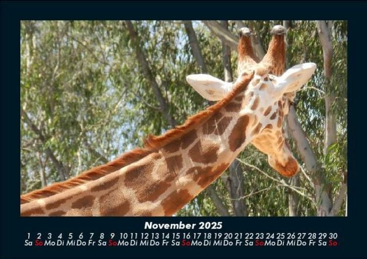 Produktbild: Giraffen 2025 Fotokalender DIN A5