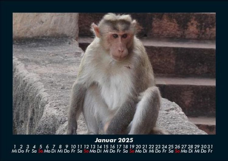Produktbild: Affen 2025 Fotokalender DIN A5