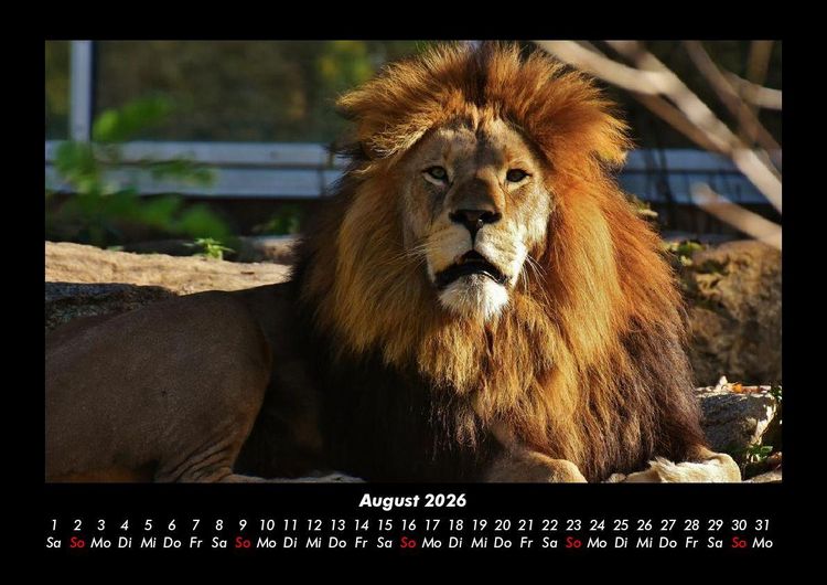 Produktbild: Welt der Tiere 2026 Fotokalender DIN A3