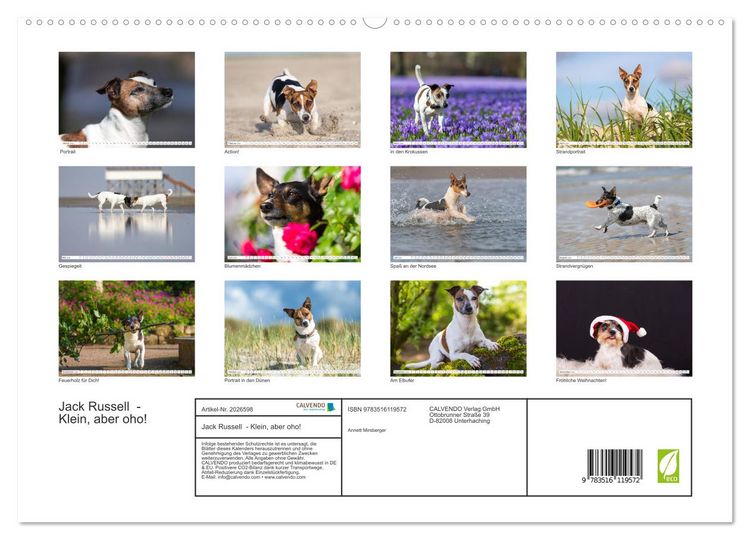 Produktbild: Jack Russell - Klein, aber oho! (Wandkalender 2026 DIN A2 quer), CALVENDO Monatskalender