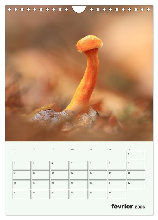 Produktbild: Champignons magiques - Beaut&eacute;s &eacute;ph&eacute;m&egrave;res (Calendrier mural 2026 DIN A4 horizontal), CALVENDO calendrier mensuel