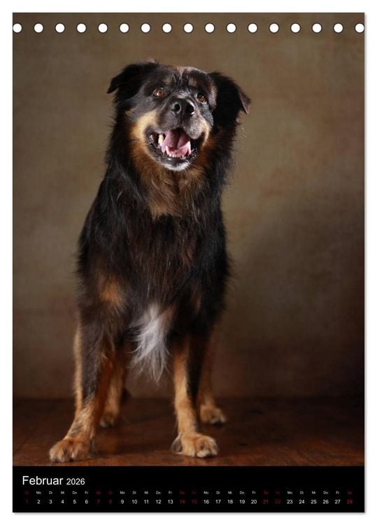 Produktbild: Geliebte Aussies - Australian Shepherds im Portrait (Tischkalender 2026 DIN A5 hoch), CALVENDO Monatskalender