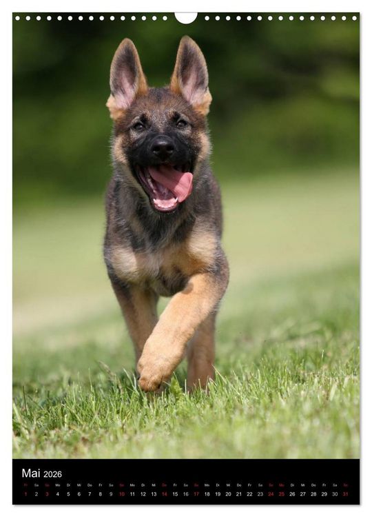 Produktbild: Deutscher Sch&auml;ferhund (Wandkalender 2026 DIN A3 hoch), CALVENDO Monatskalender
