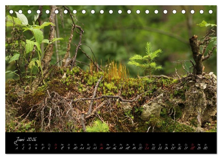 Produktbild: Wald (Tischkalender 2026 DIN A5 quer), CALVENDO Monatskalender